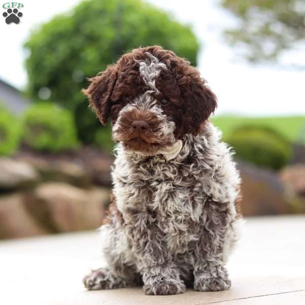 Bluey, Lagotto Romagnolo Puppy